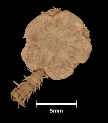 Media type: image;   Invertebrate Zoology OPH-1261 Aspect: dorsal